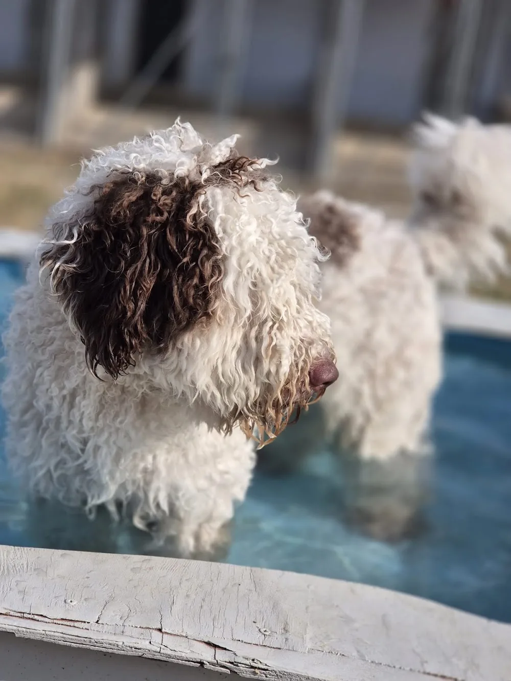 Hotel Canino La Burra Lola - Araba pet otel görseli 3