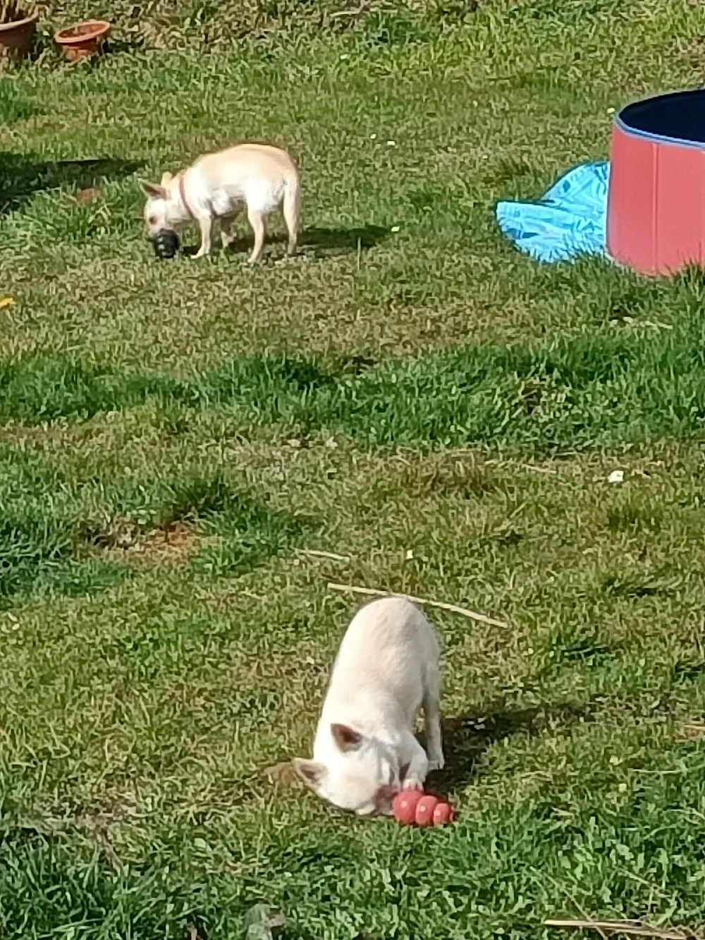 Hotel canino Orbela txakur egoitza - Araba pet otel görseli 3