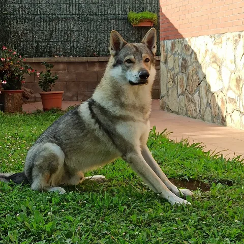 hotel villa halcón TRAPAGARAN - Araba pet otel görseli 5