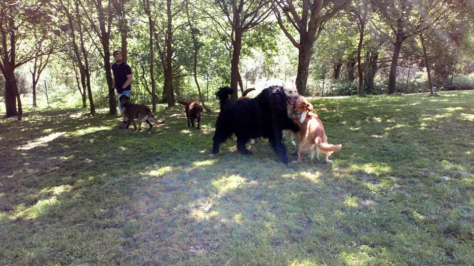 Kanoteka, Adiestramiento Canino - Araba pet otel