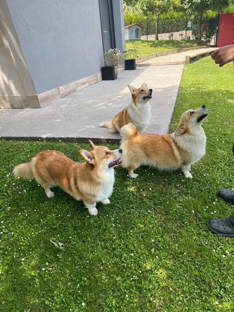 Kanoteka, Adiestramiento Canino - Araba pet otel görseli 3