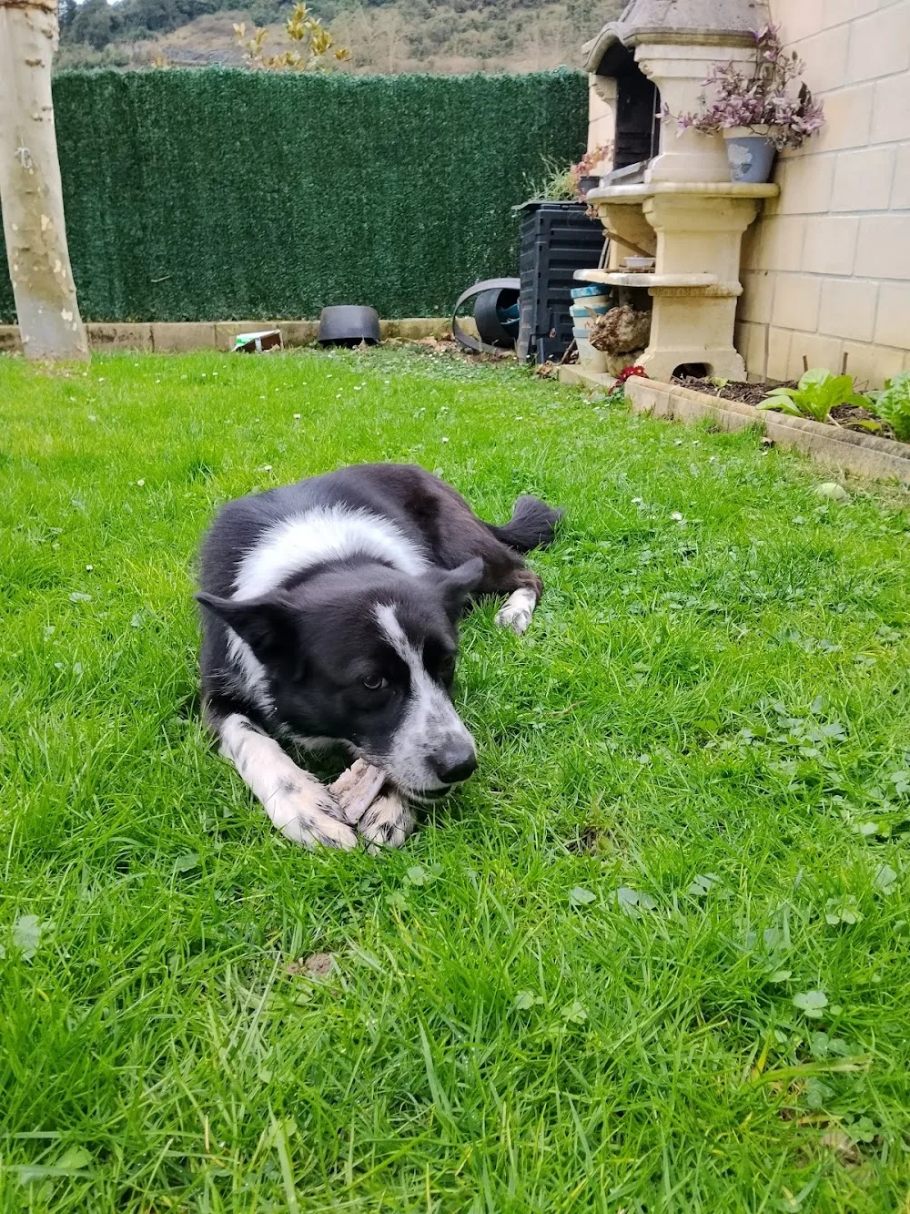 La Casa del Perro - Araba pet otel