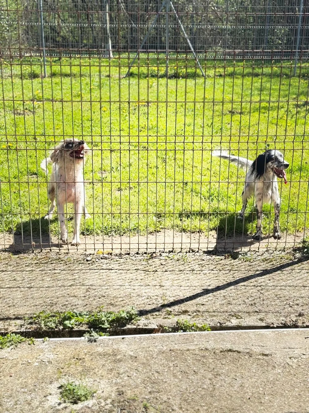 Las Mascotas de Inés Centro Canino - Araba pet otel görseli 3