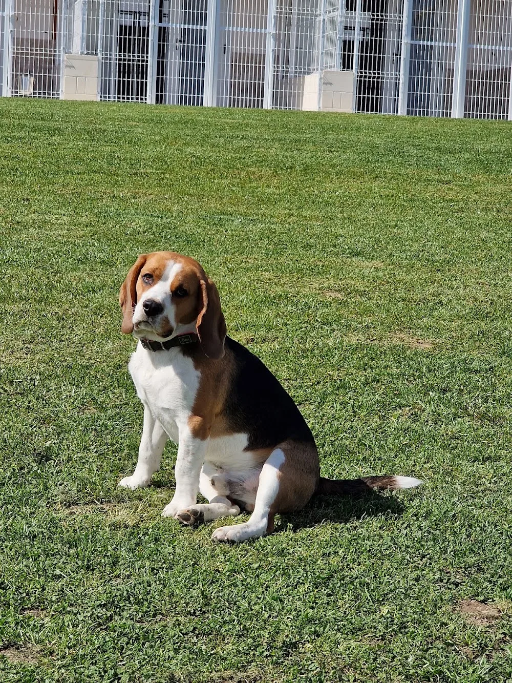 Mendixurbe Hotel Canino - Araba pet otel görseli 3