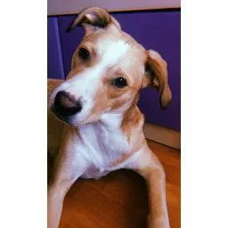 Mendixurbe Hotel Canino - Araba pet otel görseli 4