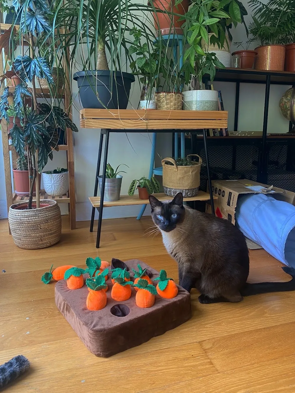Miauka cuidando de tu gato - Araba pet otel görseli 3