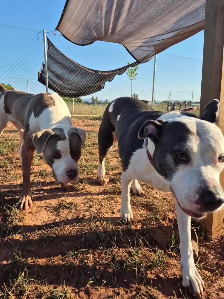 Mimados Residencia Canina - Araba pet otel görseli 3
