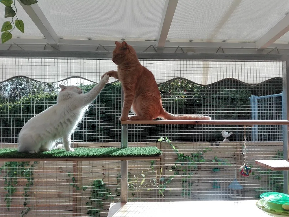 Peludos - Residencia Canina y Felina - Araba pet otel