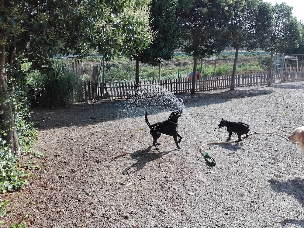Peludos - Residencia Canina y Felina - Araba pet otel görseli 5