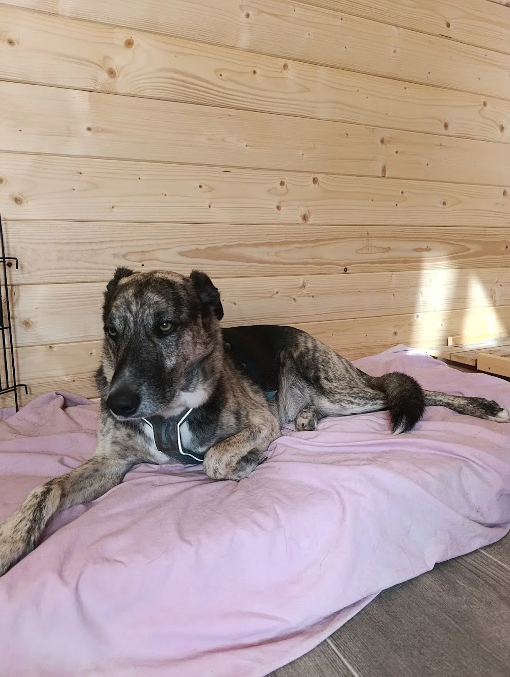PerraVida Residencia Canina - Araba pet otel görseli 3