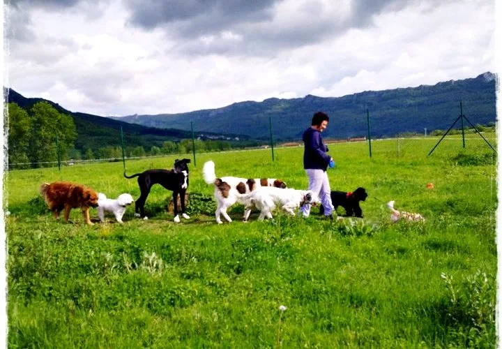 Residencia Canina Basajaun - Araba pet otel görseli 2