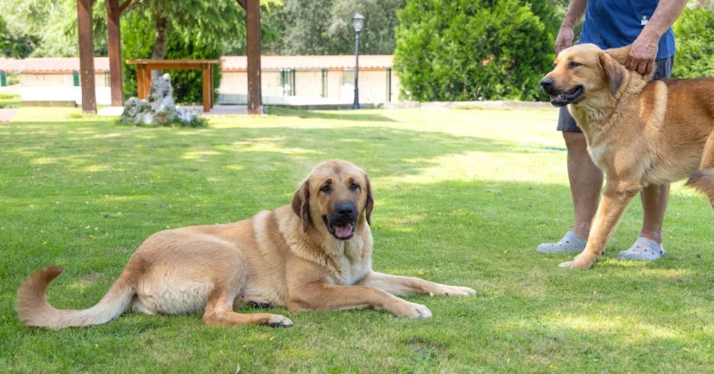 Residencia Canina Jagon / Hotel canino - Araba pet otel