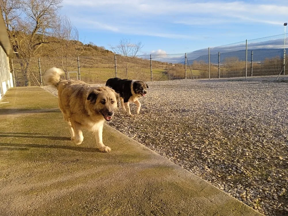 Residencia Canina Las Merindades - Hotel - Adiestramiento - Araba pet otel görseli 3