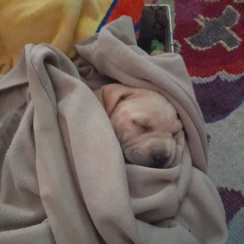 Residencia Canina Las Merindades - Hotel - Adiestramiento - Araba pet otel görseli 5