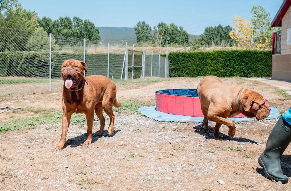 Residencia Canina Nanclares - Araba pet otel