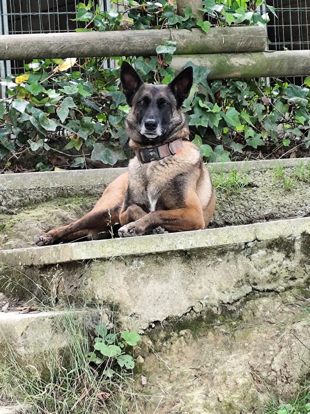Residencia canina Neberondo - Araba pet otel görseli 3