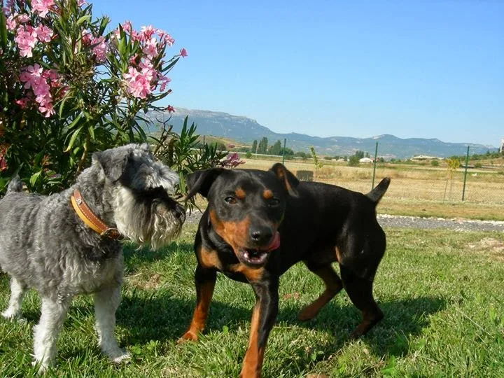 Residencia Canina Riverarce - Araba pet otel görseli 3