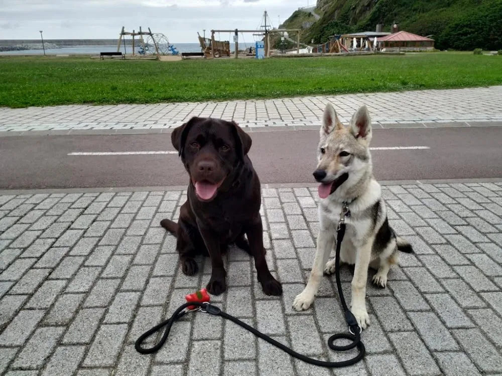 SitCan Urdaneta Adiestramiento y Hotel Canino - Araba pet otel görseli 3