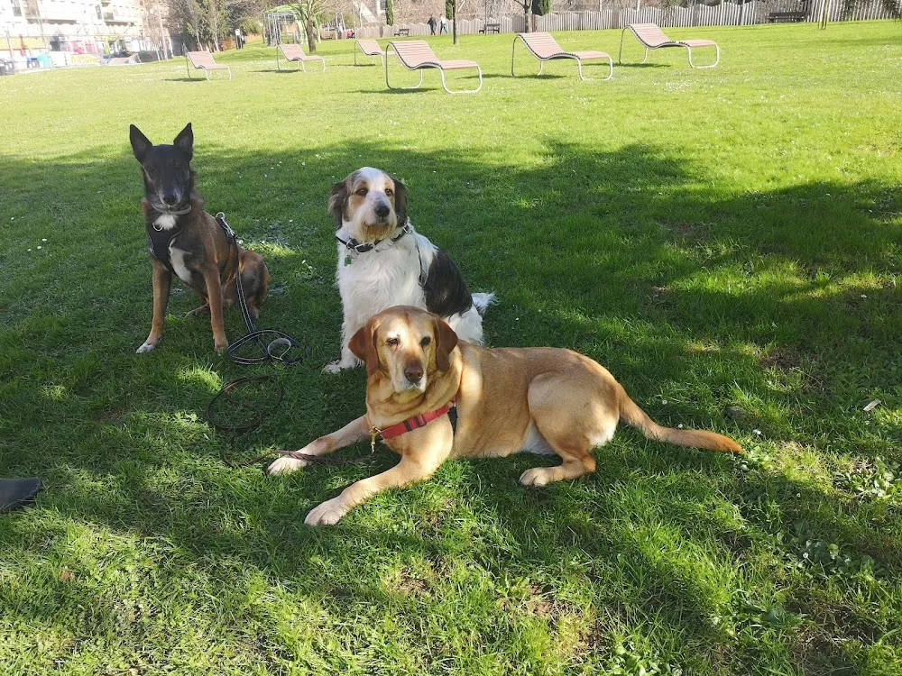 Txakurlove educación canina, alojamiento, guarderia, paseos y venta de productos para mascotas - Araba pet otel görseli 2