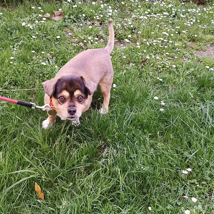 Txinbito, hotel canino - Araba pet otel görseli 3