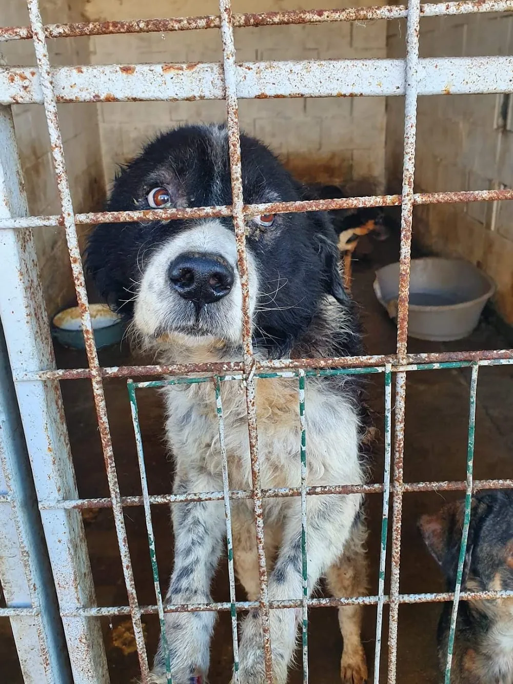 Adăpost Câini Comunitari - Arad pet otel