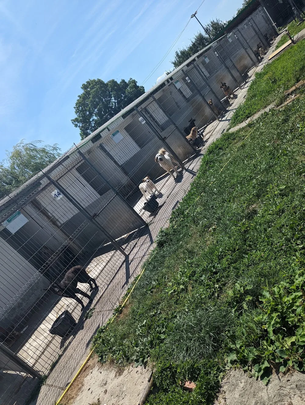 Adăpost Câini Comunitari - Arad pet otel görseli 3