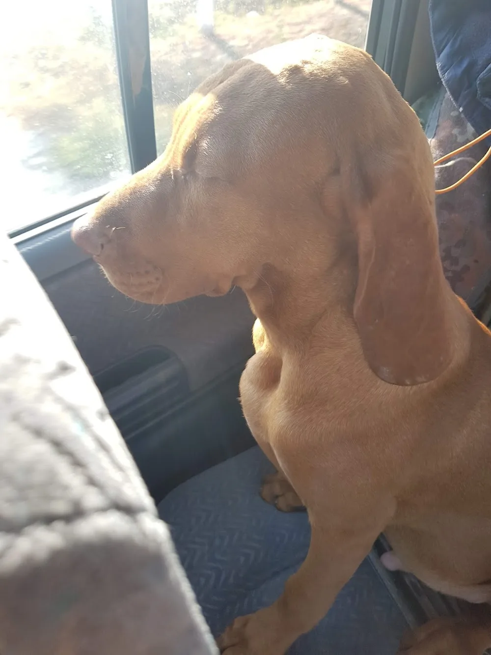 Armars Kurzhaar Kennel & Hungarian Vizsla - Arad pet otel