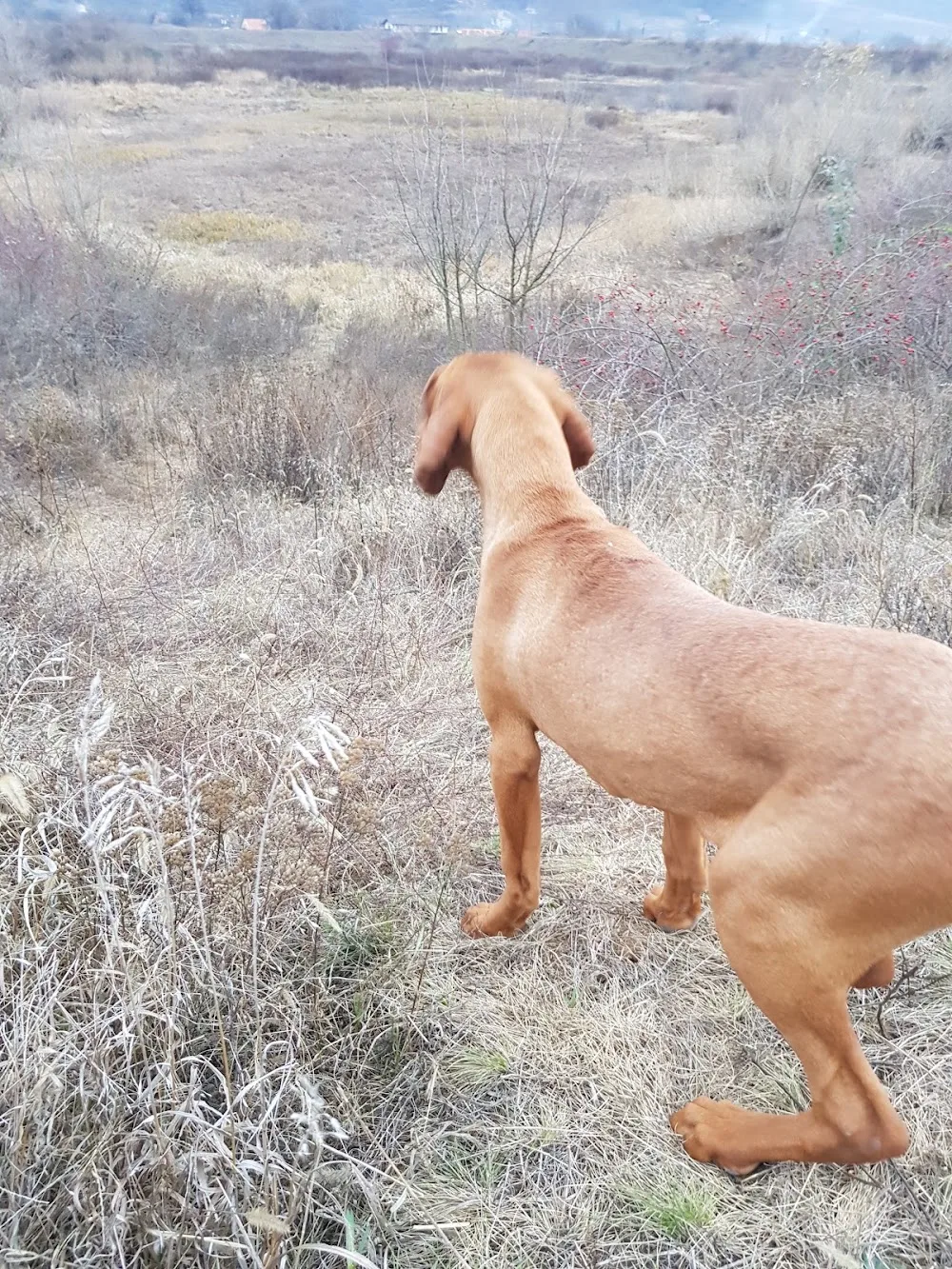 Armars Kurzhaar Kennel & Hungarian Vizsla - Arad pet otel görseli 3