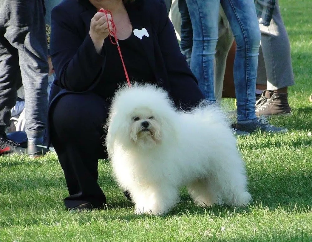 Bichon Bolognese kennel - Arad pet otel