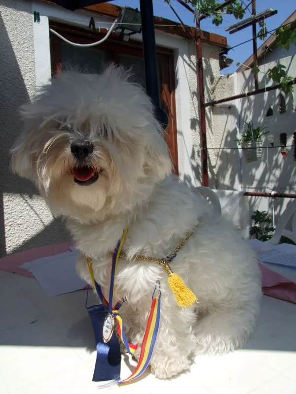 Bichon Bolognese kennel - Arad pet otel görseli 3