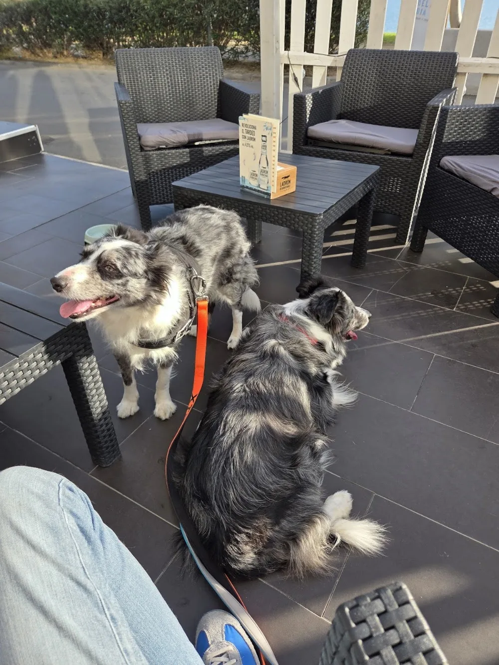 Centre dels Animals Arasa - Residència canina y felina - Aragon pet otel