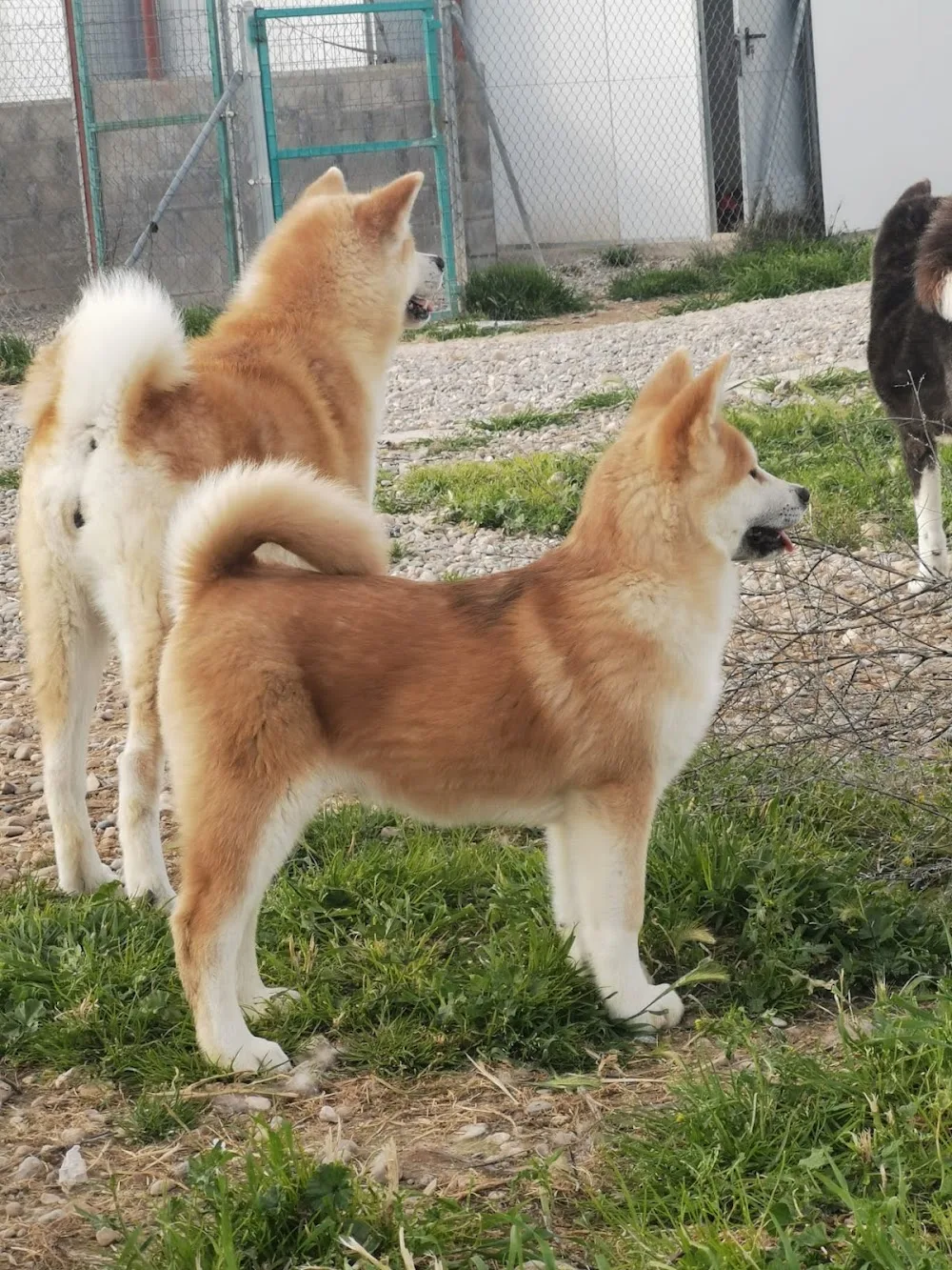 Centro Canino La Senda - Aragon pet otel görseli 2