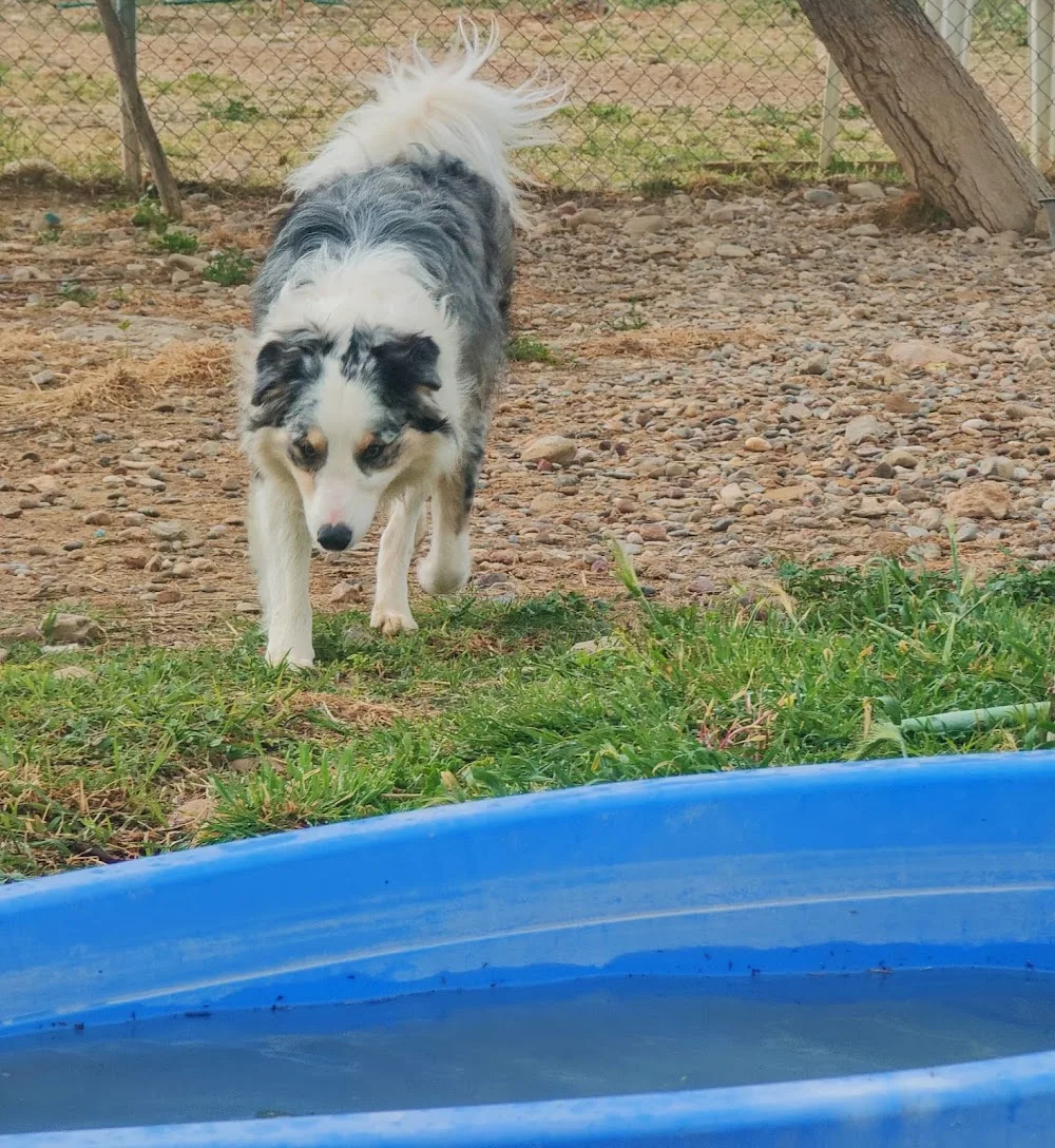 Centro Canino La Senda - Aragon pet otel görseli 3