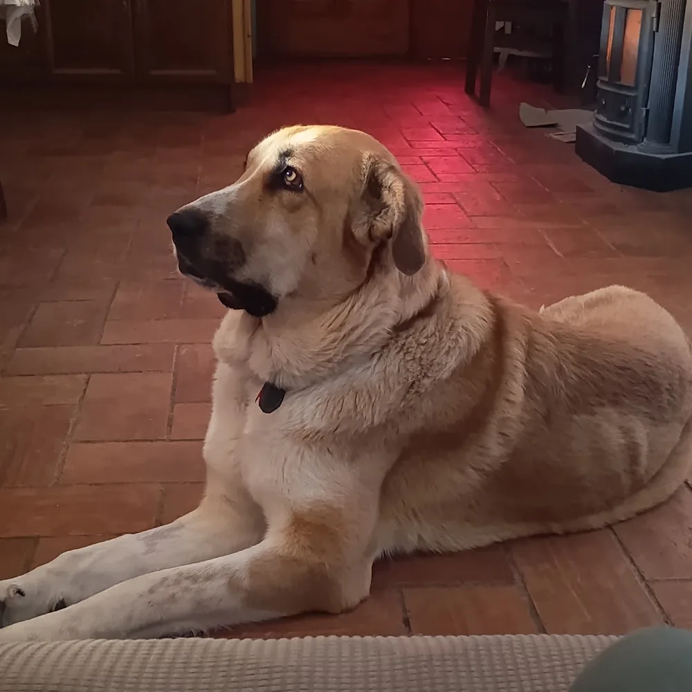 Centro Canino La Senda - Aragon pet otel görseli 5