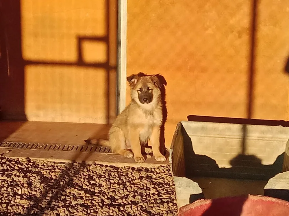 Mi compañero peludo - Aragon pet otel görseli 3