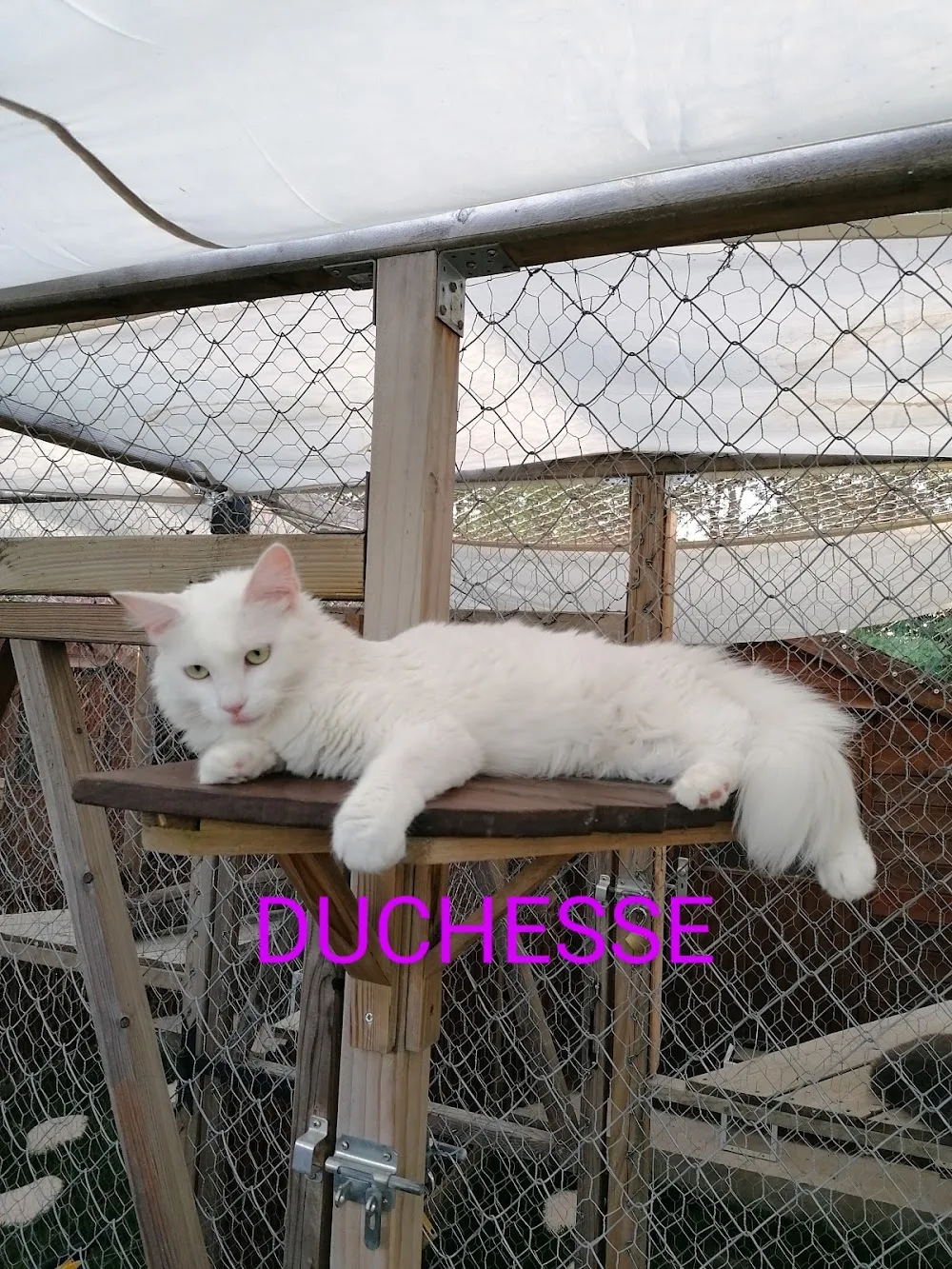 Au Paradis Du Chat - Archigny pet otel görseli 6