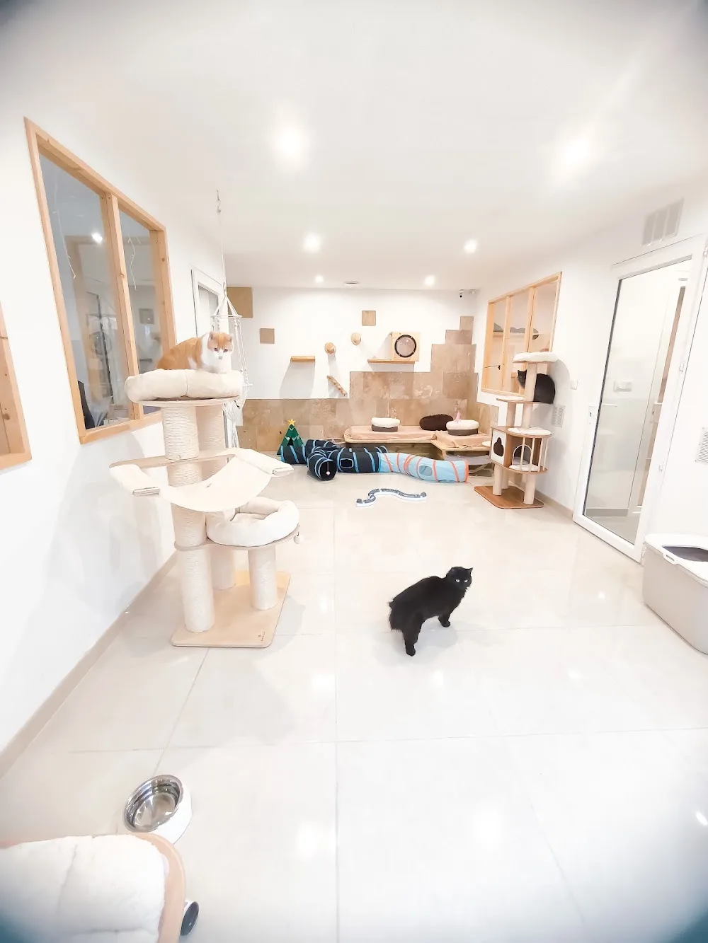 Bulle ô Chats - Archigny pet otel