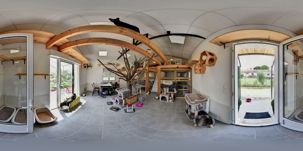 Chats and Co - Pension et Comportementaliste spécialiste du chat - Archigny pet otel görseli 3
