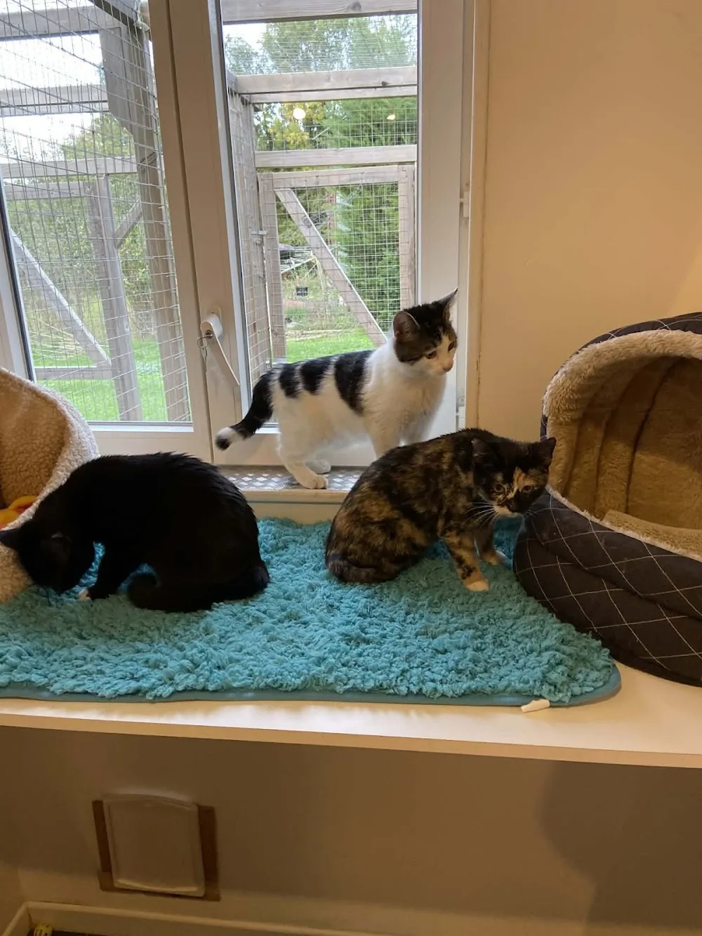 Chats de Champagne - Archigny pet otel görseli 3