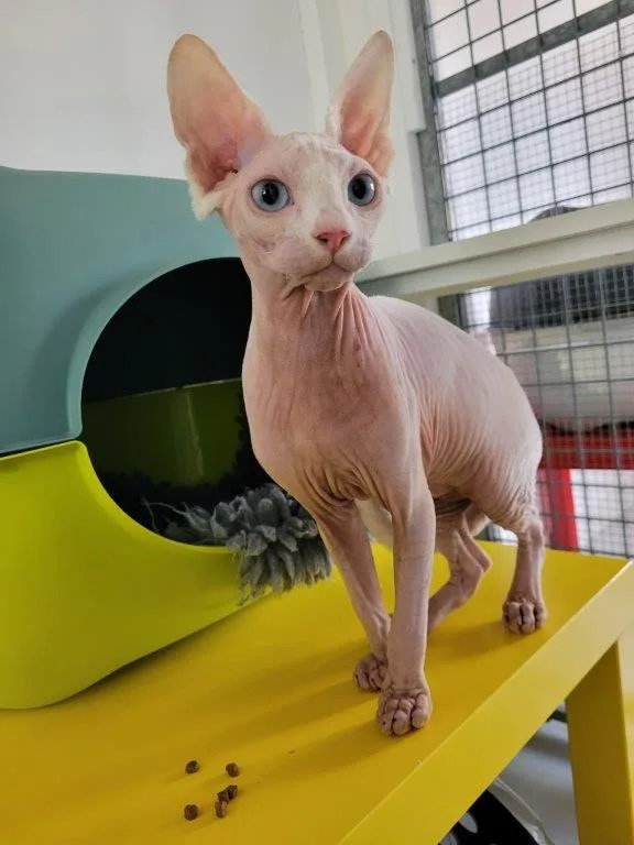 Chez Mamie Chat - Archigny pet otel