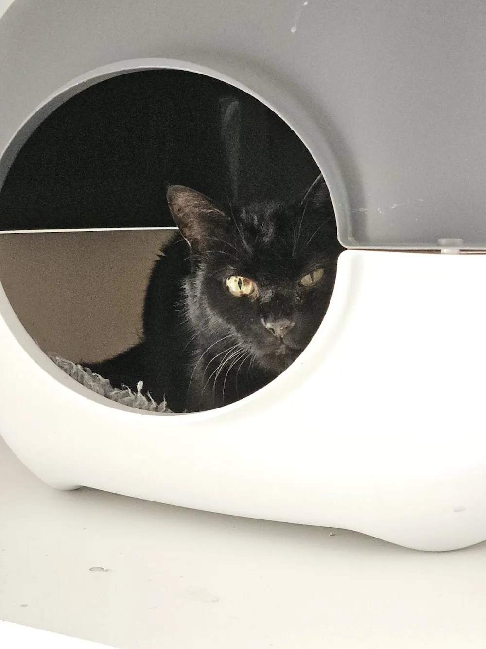 Chez Mamie Chat - Archigny pet otel görseli 7
