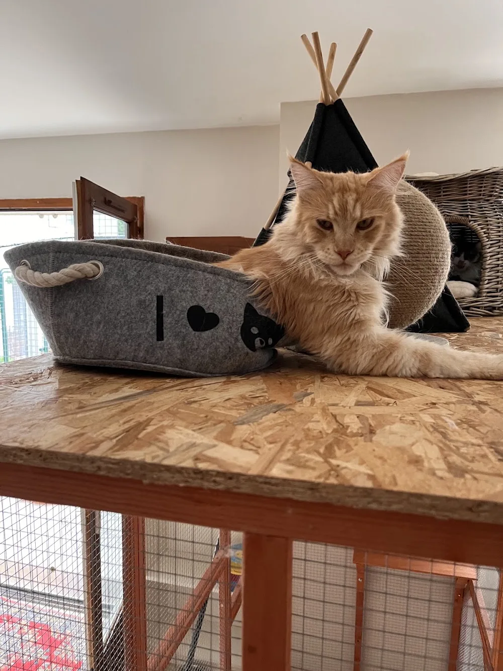 Cosy Cat - Archigny pet otel görseli 2