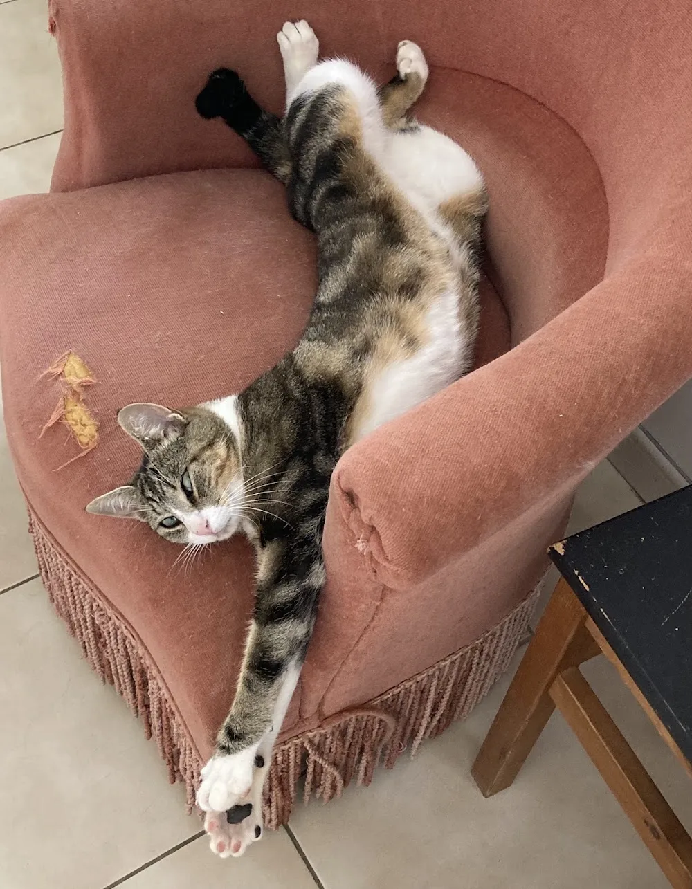 Cosy Cat - Archigny pet otel görseli 3