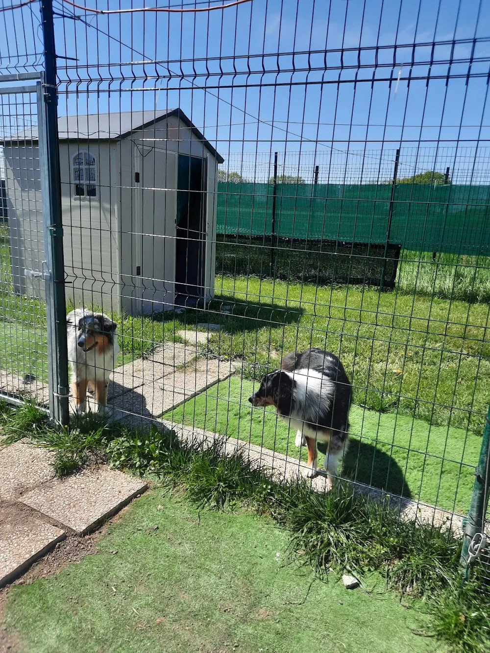 Dogs and Cats Lodges - Pension canine et féline / Comportementaliste animalier - Archigny pet otel görseli 3