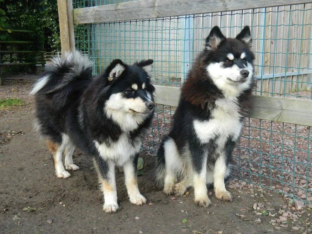 La vallée de la Veude, pension pour chiens - Archigny pet otel görseli 3