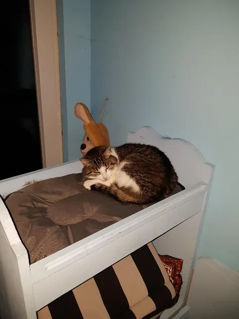 LA VIE DE CHAT'O - Archigny pet otel görseli 6