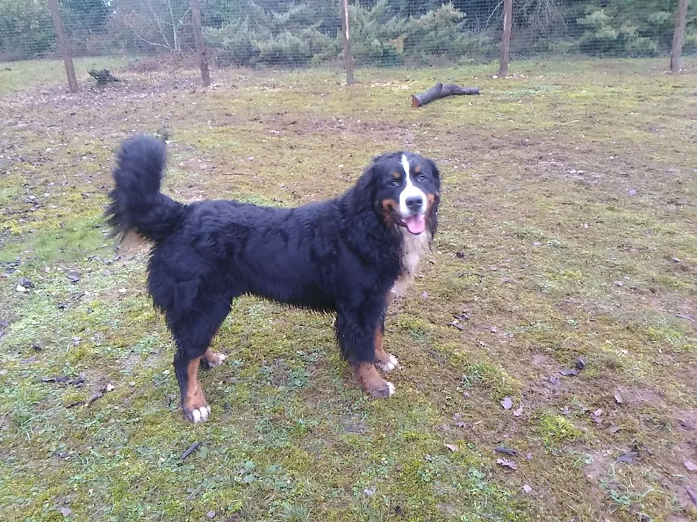 Le bois d’Avanton pension canine - Archigny pet otel görseli 3