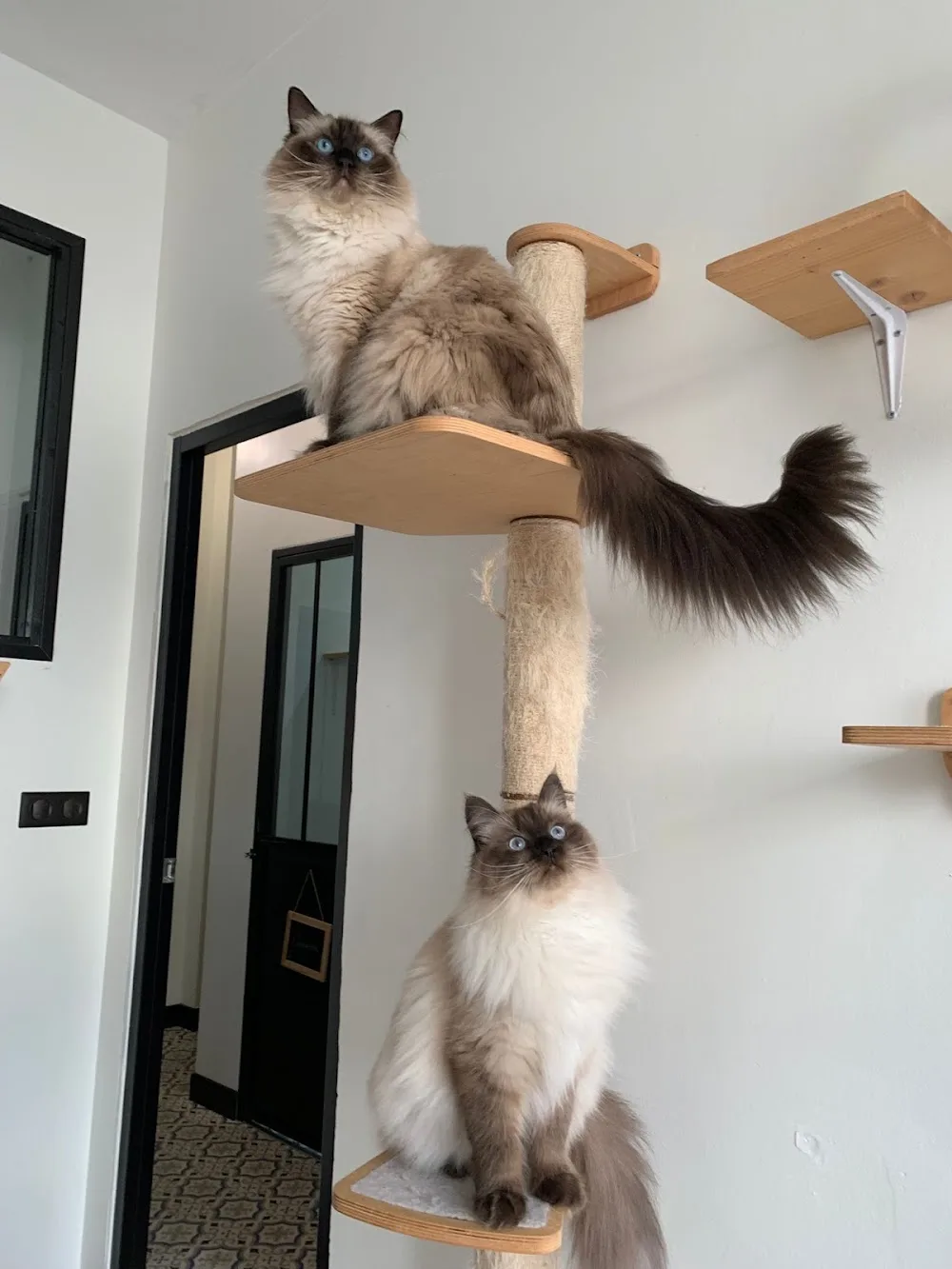 Le Matourangeau (Hôtel pour chats) - Archigny pet otel görseli 10