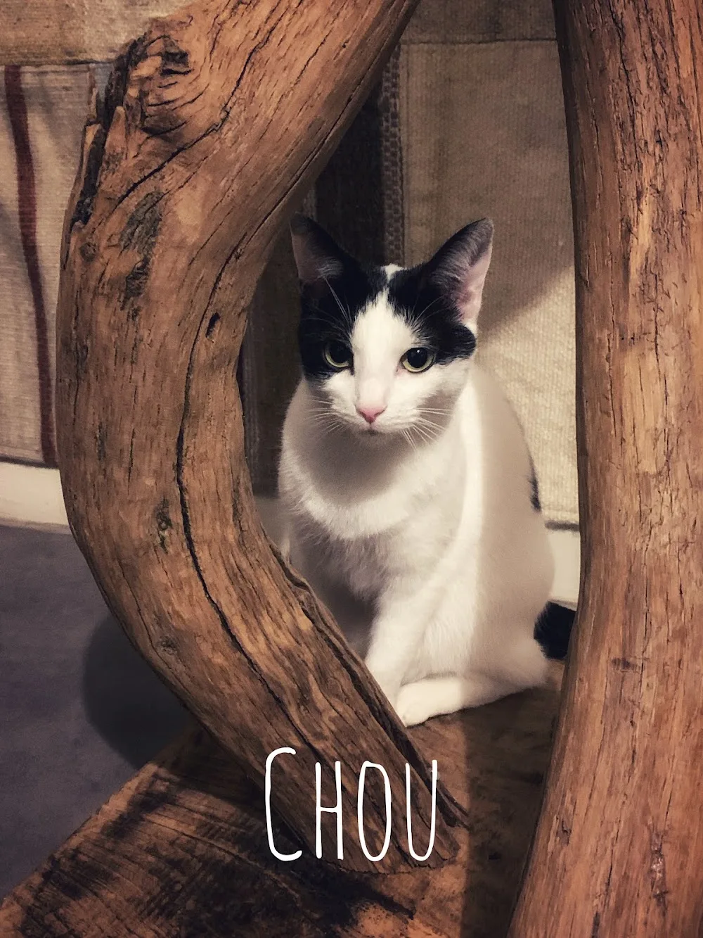 Mariam Pension pour Chats - Archigny pet otel görseli 2