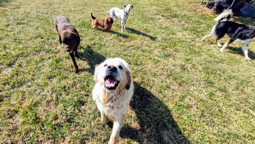Pension canine familiale 37 - Pupuce Family - Archigny pet otel